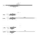 Fig. 02 - Nucleic acid molecules inducing RNA interference, and uses thereof