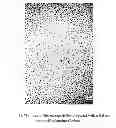Fig. 01 - Nanoparticles of cerium and amino acids