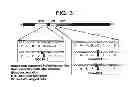 Fig. 06 - Stress tolerant Bifidobacteria