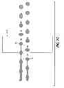 Fig. 12 - Continuous inkjet printing system and method for producing selective deflection of droplets formed from two different break off lengths