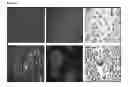 Fig. 08 - MATERIALS AND METHODS RELATING TO CELL BASED THERAPIES