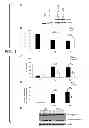 Fig. 02 - Manipulation of HSP70 and IRE1Alpha Protein Interactions