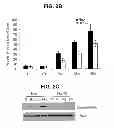 Fig. 04 - Manipulation of HSP70 and IRE1Alpha Protein Interactions