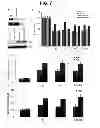 Fig. 09 - Manipulation of HSP70 and IRE1Alpha Protein Interactions