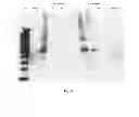Fig. 19 - Amniotic membrane preparations and purified compositions and anti-inflammation methods