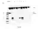 Fig. 20 - Amniotic membrane preparations and purified compositions and anti-inflammation methods