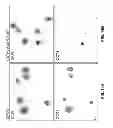 Fig. 22 - Agents and methods for inhibiting human pluripotent stem cell growth
