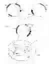 Fig. 02 - Method for the selection of recombinant clones comprising a sequence encoding an antidote protein to toxic molecule