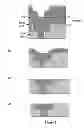 Fig. 03 - Contact release capsule useful for chemical mechanical planarization slurry