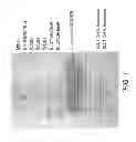 Fig. 02 - MODULATION OF RESPONSE REGULATORS BY IMIDAZOLE DERIVATIVES