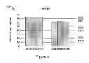 Fig. 09 - Method for modifying the wettability and other biocompatibility characteristics of a surface of a biological material by the application of beam technology and biological materials made thereby