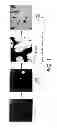 Fig. 02 - Phase change ink compositions comprising diurethanes as amorphous materials