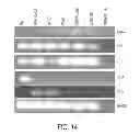 Fig. 17 - Method for developing natural killer cells from stem cells