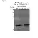 Fig. 06 - HUMANIZED ANTI-EGFL7 ANTIBODIES AND METHODS USING SAME