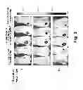 Fig. 08 - COMPOSITIONS AND METHODS FOR NANOPOLYMER-BASED NUCLEIC ACID DELIVERY