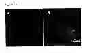 Fig. 05 - Methods and compositions for cell culture platform