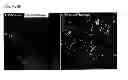 Fig. 12 - Methods and compositions for cell culture platform