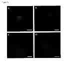 Fig. 28 - Methods and compositions for cell culture platform