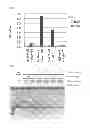 Fig. 09 - Polynucleotide construct capable of displaying fab in a cell-free translation system, and method for manufacturing and screening fab using same