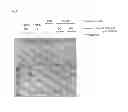 Fig. 22 - Polynucleotide construct capable of displaying fab in a cell-free translation system, and method for manufacturing and screening fab using same