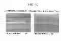 Fig. 07 - Abrasive cleaning agent, method for manufacturing the same, and method for polishing using abrasive cleaning agent