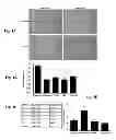 Fig. 02 - Use of peptides for promoting wound healing