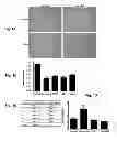 Fig. 02 - Use of peptides for promoting wound healing