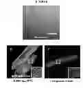 Fig. 09 - Short peptides for enhancing muscle function