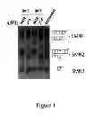Fig. 02 - Compounds and methods for modulating interaction between proteins and target nucleic acids