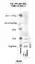 Fig. 04 - Compositions and Methods for Wound Healing
