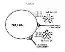 Fig. 08 - Compositions and Methods for Wound Healing