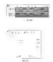 Fig. 03 - COMPOSITIONS AND METHODS RELATING TO MOUSE PAPILLOMA VIRUS