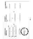 Fig. 04 - COMPOSITIONS AND METHODS RELATING TO MOUSE PAPILLOMA VIRUS