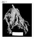 Fig. 06 - Compositions and methods for controlling nematodes