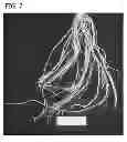 Fig. 08 - Compositions and methods for controlling nematodes