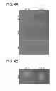 Fig. 05 - Chemically-defined arrays for screening cell-substrate interactions