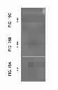 Fig. 19 - Chemically-defined arrays for screening cell-substrate interactions