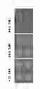 Fig. 22 - Chemically-defined arrays for screening cell-substrate interactions