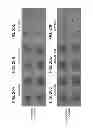 Fig. 24 - Chemically-defined arrays for screening cell-substrate interactions
