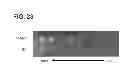 Fig. 27 - Chemically-defined arrays for screening cell-substrate interactions