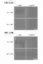 Fig. 31 - Chemically-defined arrays for screening cell-substrate interactions