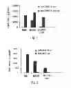 Fig. 02 - Promoters exhibiting endothelial cell specificity and methods of using same