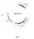 Fig. 08 - Synthesis of long-chain polyunsaturated fatty acids by recombinant cell