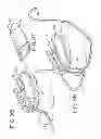 Fig. 29 - Oral device and method for the use thereof