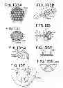 Fig. 40 - Oral device and method for the use thereof