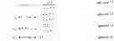 Fig. 20 - Adaptive clustering of records and entity representations