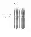 Fig. 08 - Method for contention-based scheduling of downlink signal transmissions