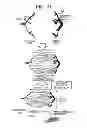 Fig. 22 - Parallel processing coronary circulation simulation method and simulator apparatus using newton-raphson analysis