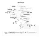Fig. 02 - Nucleic acid encoding N-methylputrescine oxidase and uses thereof