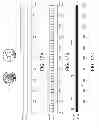 Fig. 22 - Thermostat with power stealing delay interval at transitions between power stealing states